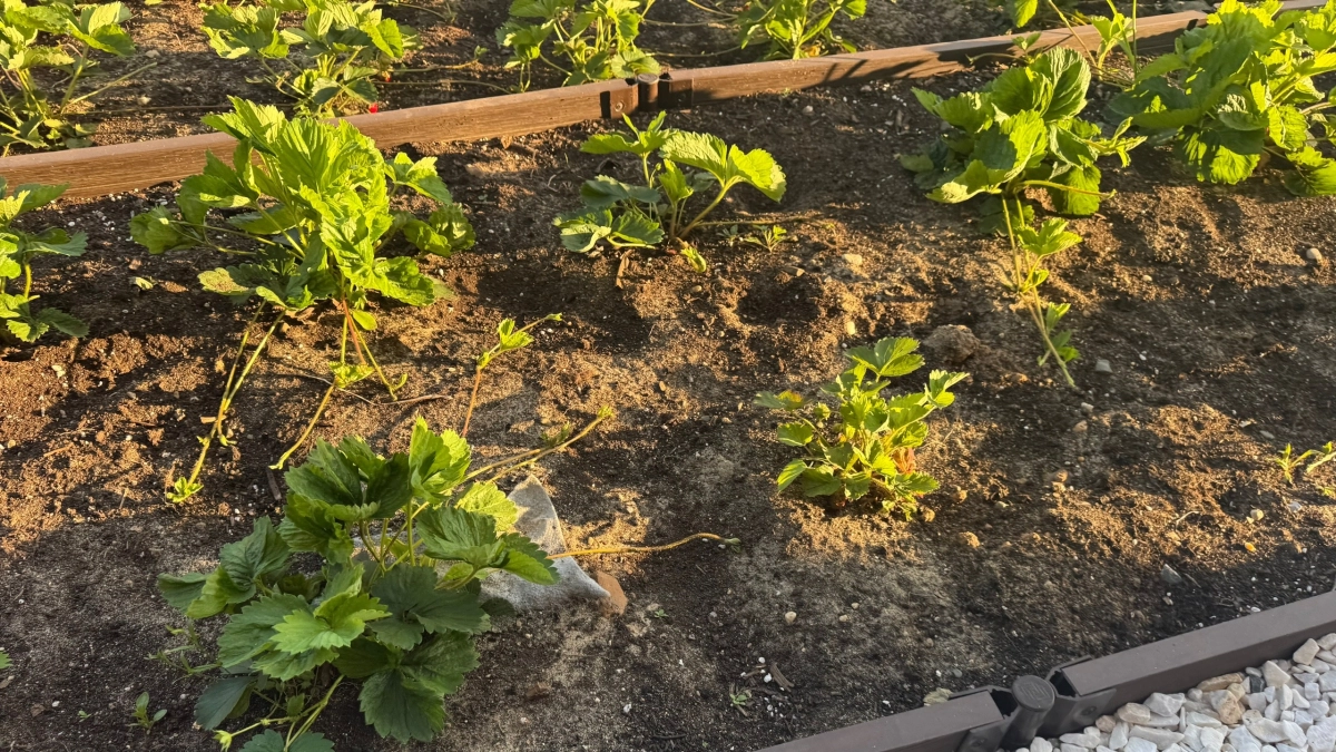 Добавляю в опрыскиватель всего 1 ложку средства и клубнику не узнать - долгоносик бежит, бросая тапки