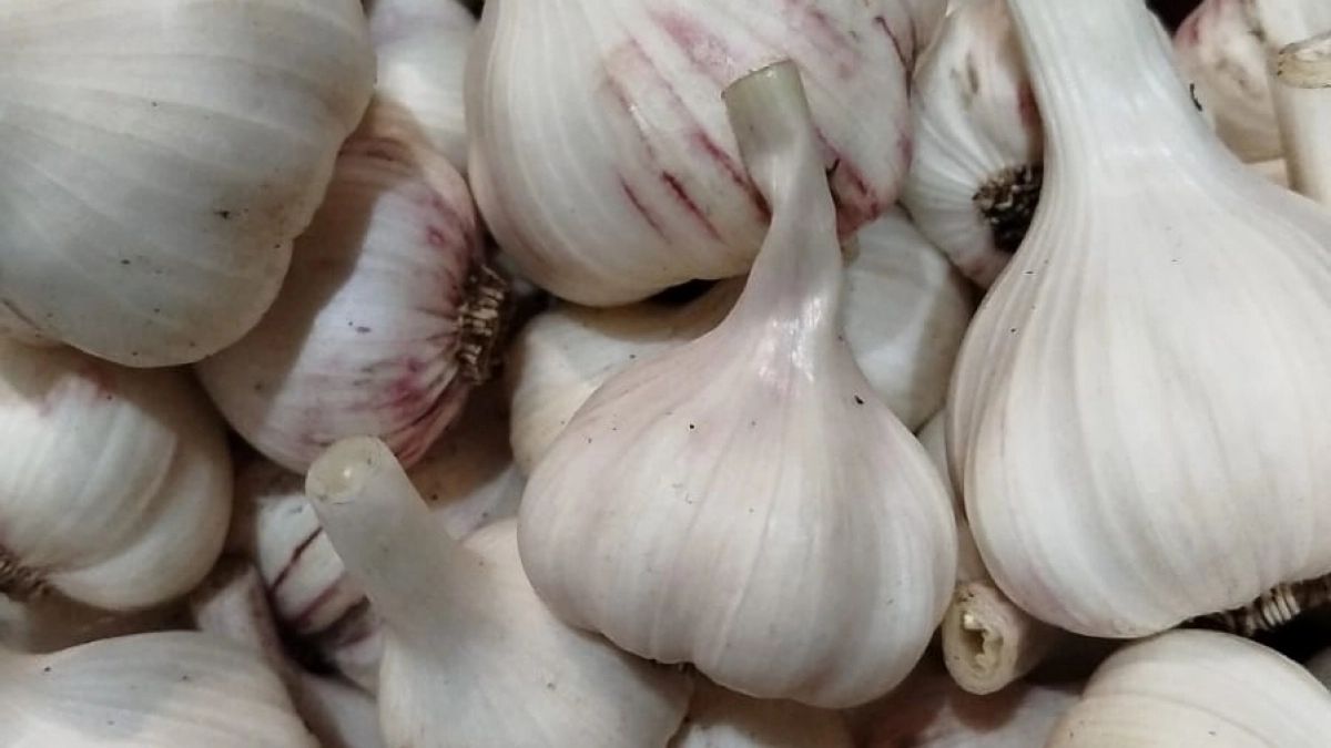 Чеснок будет с кулак: основная весенняя подкормка — залог богатого урожая