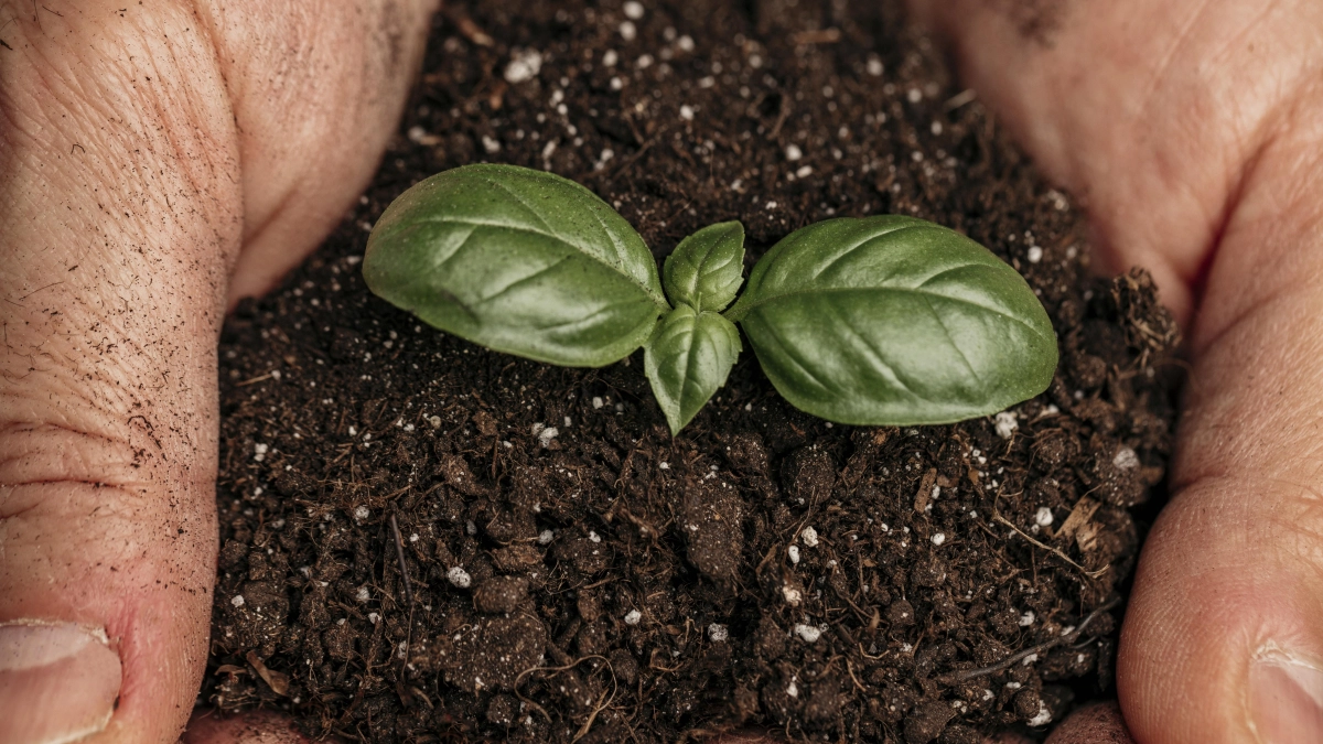 1 г на 1 литр для огурцов, чтобы ваша рассада не вытягивалась