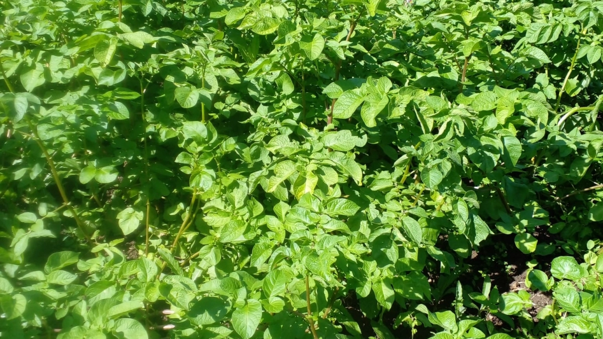 Заправка лунок на урожай: главное правило и 3 добавки для мощного куста и крупных клубней картофеля