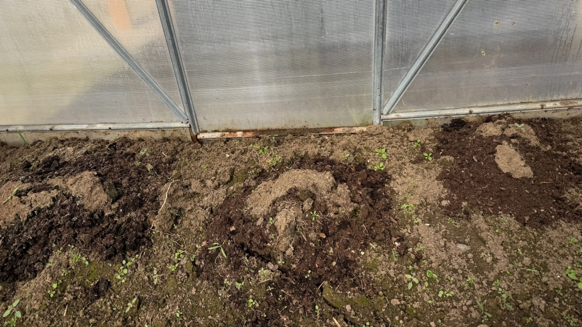 Когда сажать рассаду огурцов в теплицу: 4 условия, которые я проверила за последние 8 лет