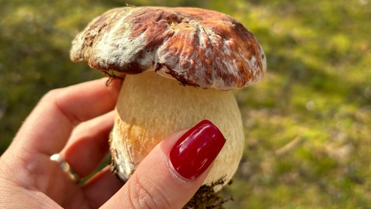 Не варите, не жарьте: 6 видов грибов, которые я ем сырыми и они вкуснее готовых