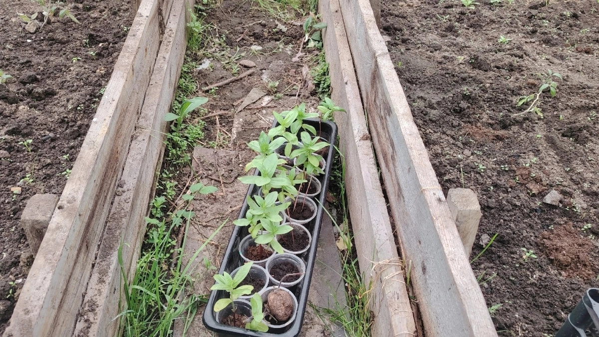 Сорняки на огороде: мои способы борьбы без изнурительной прополки