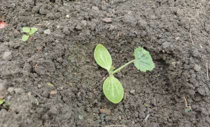 Доходяги ожили за 3 часа - всего 3 таблетки на 1 л воды. Спас 23 куста рассады огурцов в феврале 