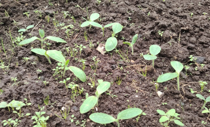 Три грамма порошка – и рассада прет как на дрожжах: стали крепкие стебли и мощные корни