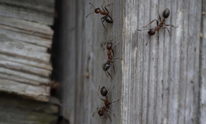 Избавляемся от муравьев: что рассыпать по углам, чтобы они точно ушли навсегда