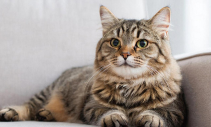 Что же произойдет с домашней кошкой, если ее не гладить?