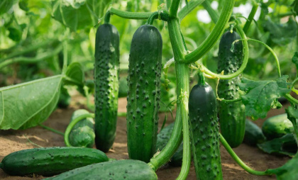 Мечта дачника: какой же сорт огурцов признали лучшим для рассады в 2026 году