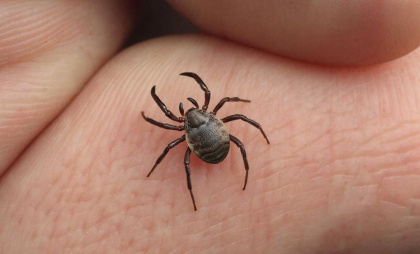 Весной от клещей - самое эффективное: всего 2 капли на одежду защитят от кровососов на весь день, детям тоже можно