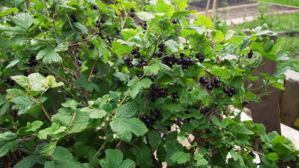 Сыплю под смородину прямо по снегу такой порошок — ягоды вырастают крупные, как черешня, а вредители реально погибают