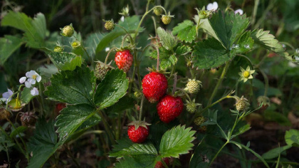 Раньше собирала клубнику горстями, теперь — ведрами: простая мартовская подкормка реально для крупной и сладкой ягоды