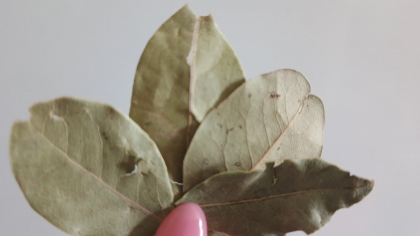 Кладу 2-3 лавровых листа под подушку: лайфхак, который заметил каждый домочадец — делюсь результатом