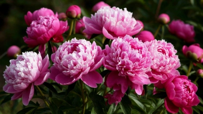 Пионы после зимы: как обработать их в первый раз, чтобы кусты были здоровыми