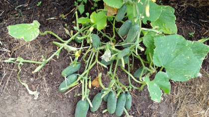 Огурцы плодоносят без остановки: мой секрет органической подкормки, который работает на все 100%