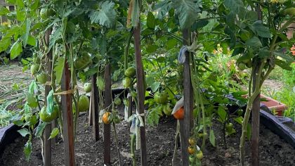 Соседка научила меня поливать помидоры йодом. Теперь завязи появляются даже в 35-градусную жару