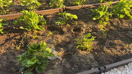 Добавляю в опрыскиватель всего 1 ложку средства и клубнику не узнать - долгоносик бежит, бросая тапки