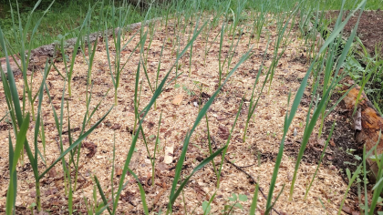 Покупаю для озимого чеснока удобрение всего за 45 рублей: одной пачки хватает на 15 квадратных метров грядки