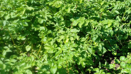 Заправка лунок на урожай: главное правило и 3 добавки для мощного куста и крупных клубней картофеля