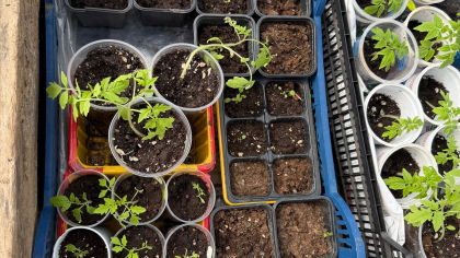 Прошло только 5 дней, а рассада уже раскабанела: «Бабушкин эликсир» делает всякую рассаду крепкой